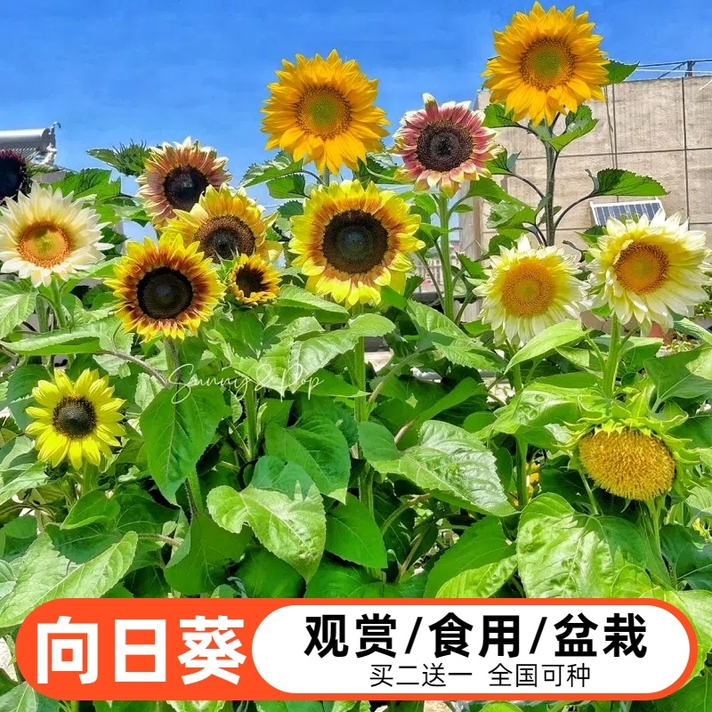向日葵种子四季播种矮生太阳花种籽庭院阳台盆栽食用观赏葵花种孑