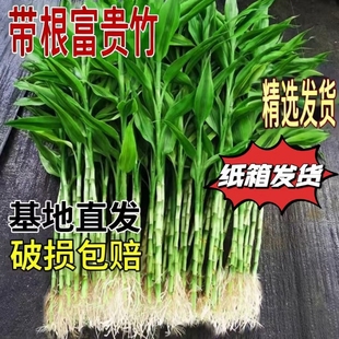 富贵竹水培植物客厅招发财竹子节节高绿萝绿植盆栽花卉植物室内花