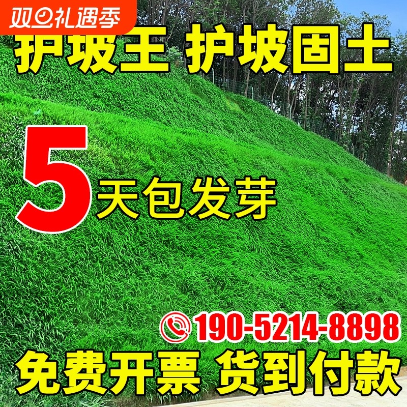 护坡固土草籽护坡王绿化四季常青耐寒植物高速护坡狗牙根草坪种子