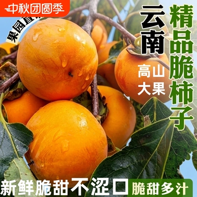 柿子正宗巧克力脆甜柿子5斤冰糖心新鲜水果应季甜柿现摘鲜黄硬柿