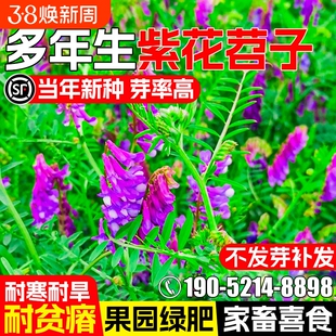 光叶紫花苕种子毛苕子果园绿肥牧草种籽高产箭舌野豌豆多年生草籽