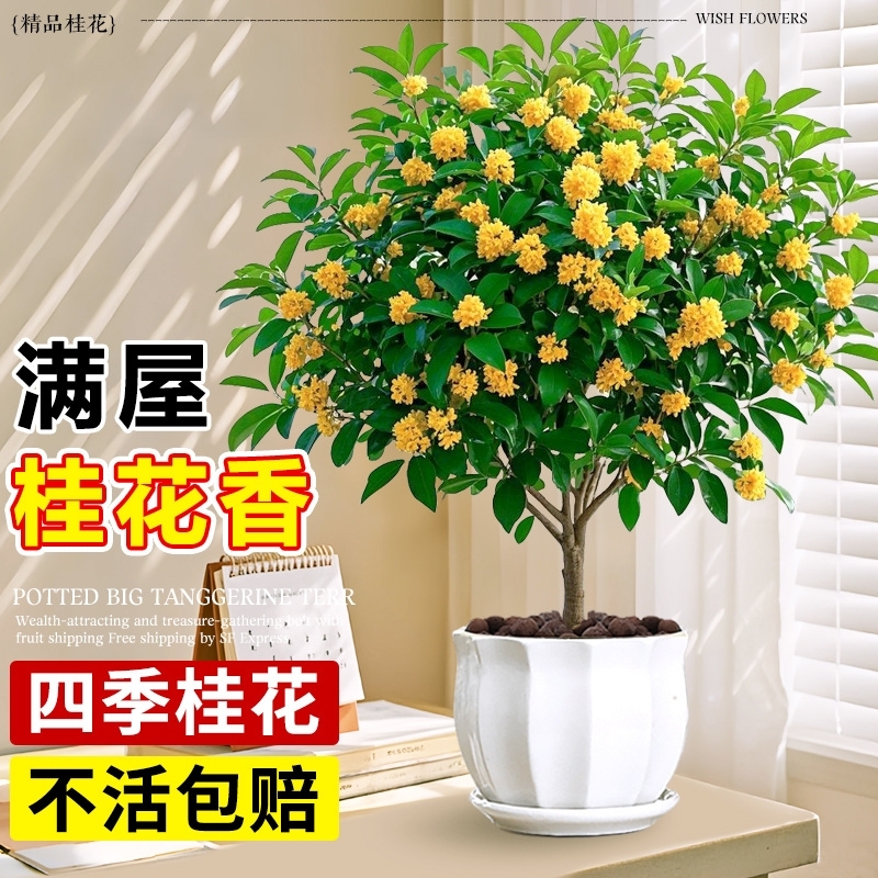 嫁接桂花树苗阳台庭院耐寒盆景老桩浓香花卉绿植物四季开小金丹桂