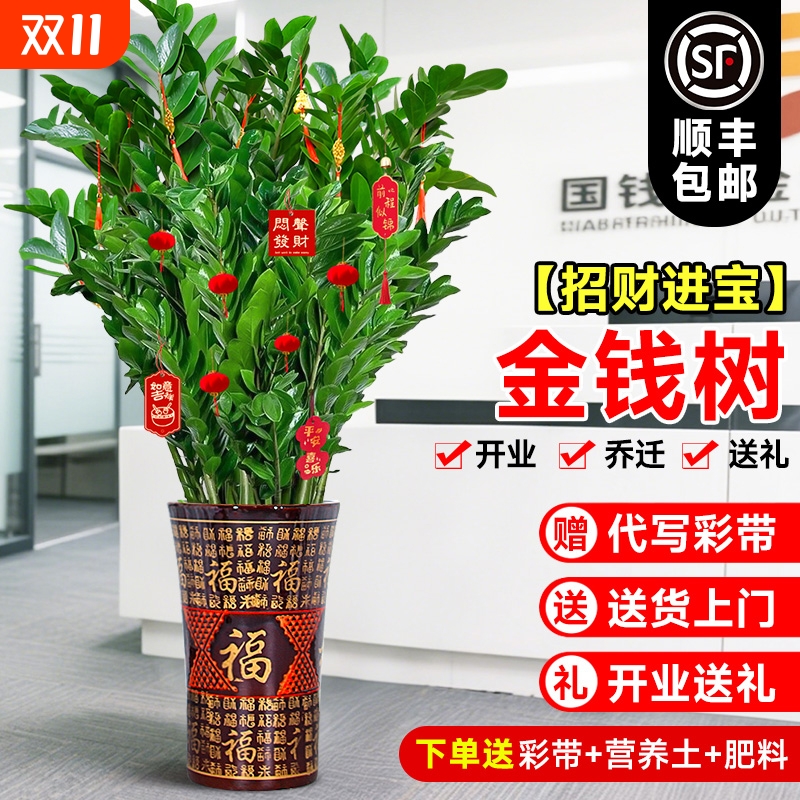 大型绿植金钱树客厅旺宅植物