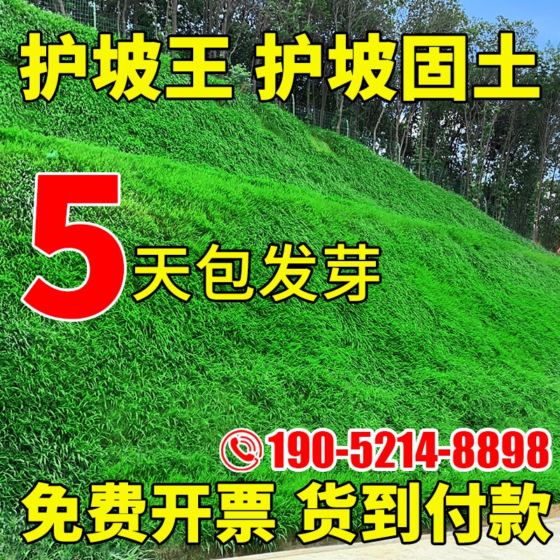 护坡固土草籽护坡王绿化四季常青耐寒植物狗牙根草坪种子高羊茅