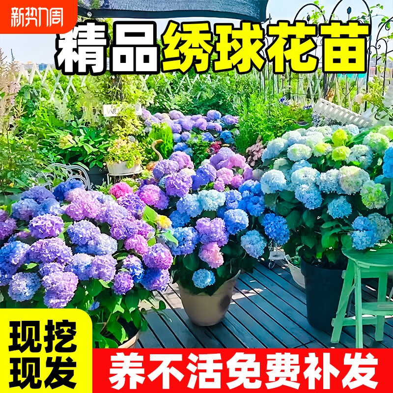 绣球花苗盆栽带花老无尽夏花苗四季室内开花庭院阳台鲜花卉绿植物