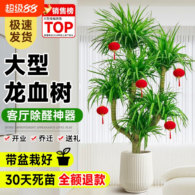 龙血树客厅绿植室内好养