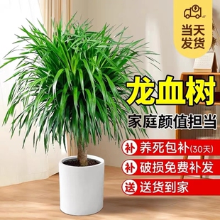 龙血树客厅绿植盆栽多头龙须树大发财树室内大型老桩树苗好养家里