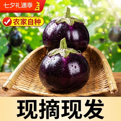 新鲜现摘圆茄子时令蔬菜