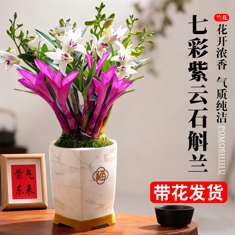 七彩香水石斛兰花净化空气水培开花盆栽花卉带花紫云泼墨冬季凤羽