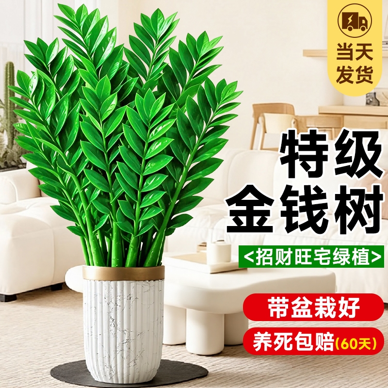 办公室内大型好养绿植旺宅树乔迁