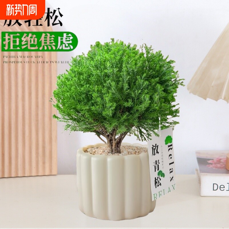 雾松盆栽小清新室内客厅放青松绿植办公室放轻松植物懒人好养雾凇