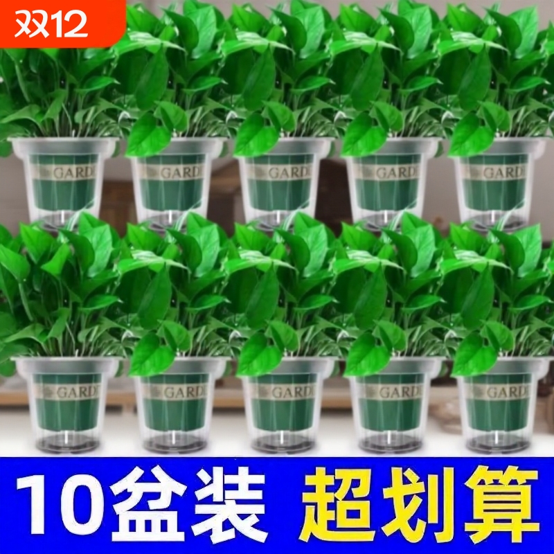 绿萝室内净化空气|超3000次加购