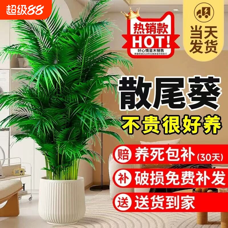 散尾葵植物凤尾竹盆栽客厅大型富贵椰子室内天堂鸟绿植花好养开业