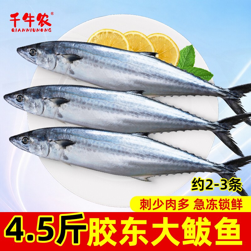 千牛农大鲅鱼马鲛鱼燕鲅胶东海鲜图片