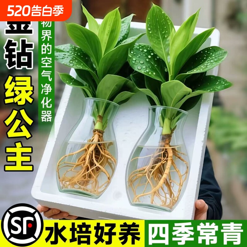 水培大叶金钻绿植绿公主盆栽带花苞室内养植物办公室桌面花卉客厅