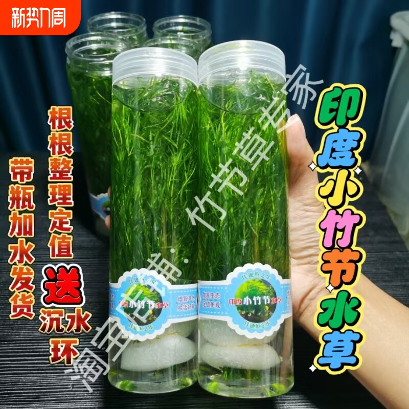 印度小竹节水草新手练习阴性水草鱼虾躲避净化鱼缸孔雀鱼竹节草
