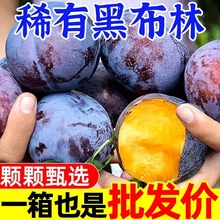 黑布林恐龙蛋李子玫瑰血丝李新鲜现摘当季时令孕妇水果黑布朗多汁