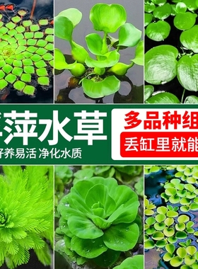 浮萍水草植物一叶莲鱼缸造景水培漂浮水芙蓉水葫芦睡莲净水真水草