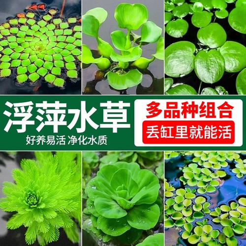 浮萍水草植物鱼缸造景水培真水草