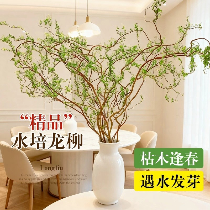 龙柳鲜枝水培植物盆栽室内客厅花卉好养四季开花鲜花绿植干枝插花