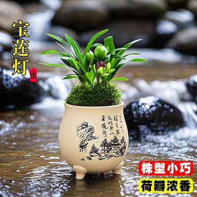 精品矮种兰花苗宝莲灯荷瓣夏带花苞室内好养浓香桌面盆栽花卉绿植
