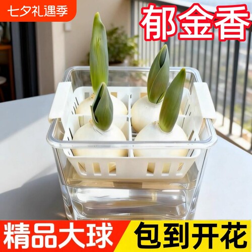 郁金香种球水培花卉定植篮室内花植物四季种子土水养好活盆栽花苗