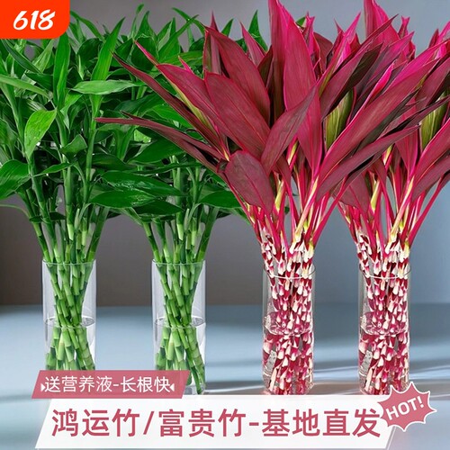 鸿运当头富贵竹水培植物粗杆客厅招财竹子室内桌面好养花卉紫竹
