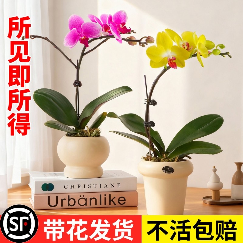 蝴蝶兰盆栽带花苞花剑兰花卉苗全国四季好养活室内客厅阳台绿植物