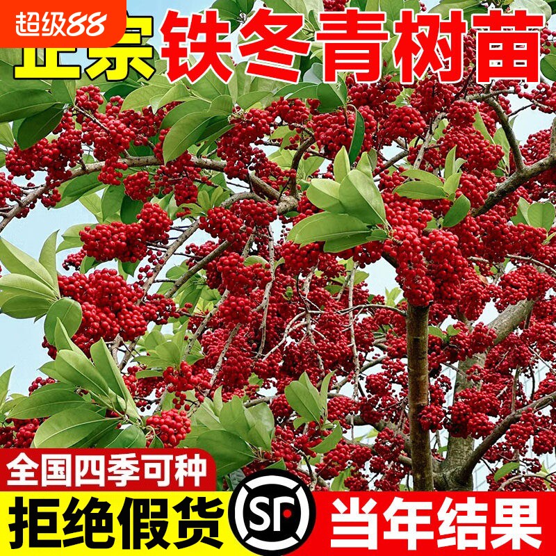 铁冬青树苗耐寒常绿庭院观果图片