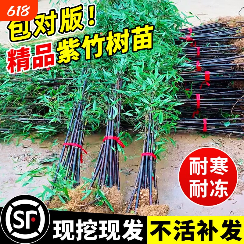 紫竹苗竹子苗实心耐寒室外庭院盆栽地栽黄金竹佛肚竹绿植造景竹林