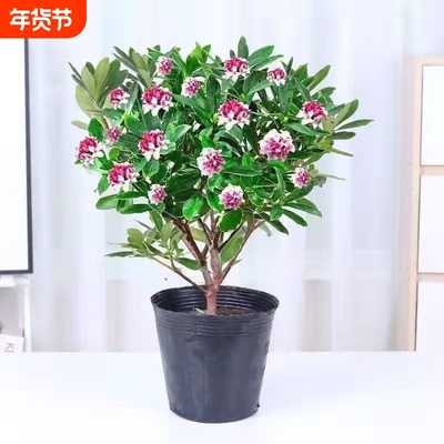 金边瑞香冬季花卉盆栽绿植盆栽室内年宵花卉浓香型盆栽花