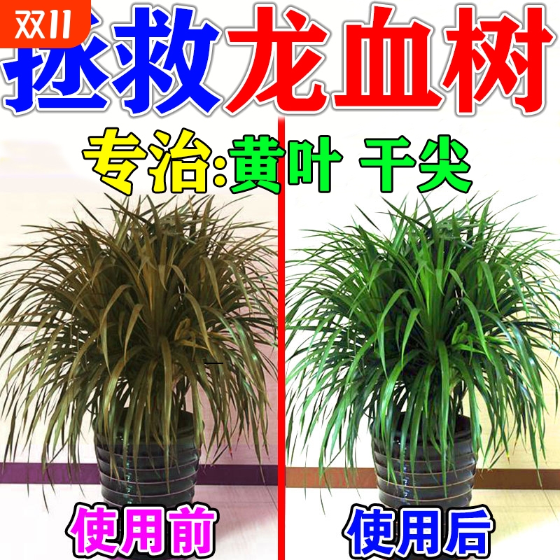 龙血树专用营养液一滴绿