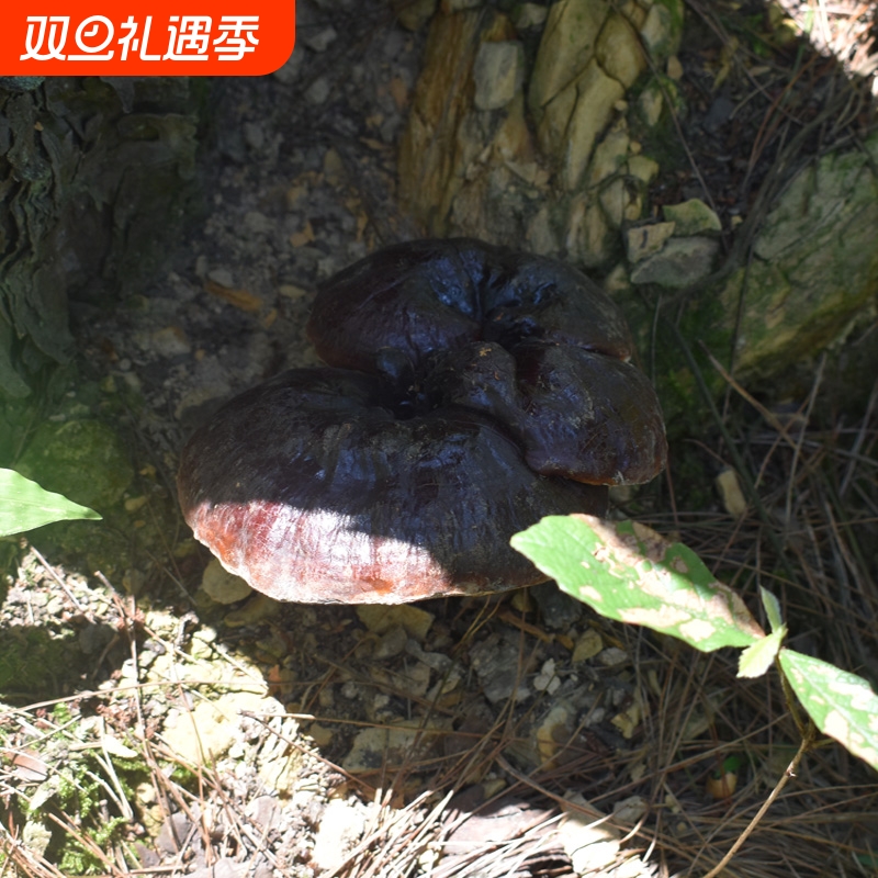 贵州深山野生黑灵芝整个 正宗野生灵芝正朵正品干货 可泡酒可泡茶