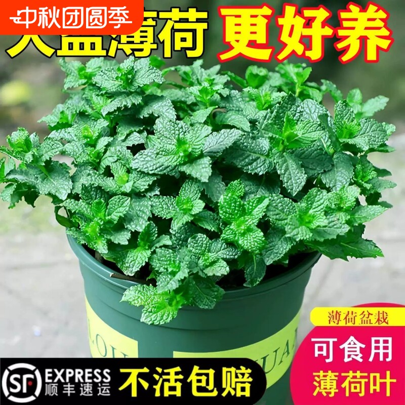 薄荷盆栽可食用柠檬薄荷叶驱蚊水培植物迷迭香室内驱蚊草大盆绿植图片