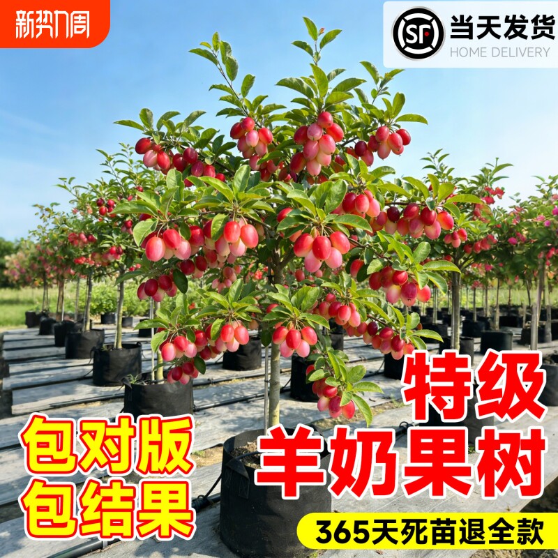 羊奶果嫁接苗老桩果苗德甜二号特大甜果盆栽果树胡颓子南北方种植