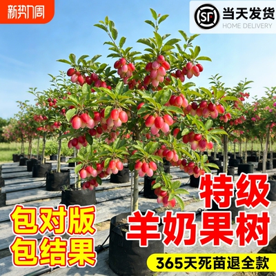 羊奶果嫁接老桩特大甜果苗