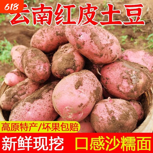 云南新鲜红皮土豆农家自种