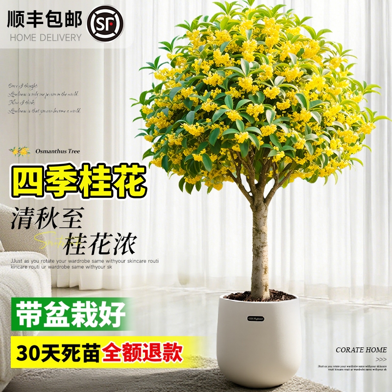 桂花盆栽室内树苗四季桂绿植带花苞矮桩浓香型老桩金桂八月好养活