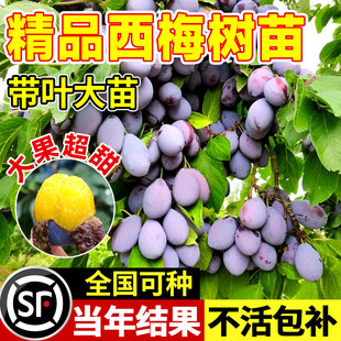 西梅树树苗盆栽室内外庭院果树果苗南方北方四季种植耐寒水果树苗