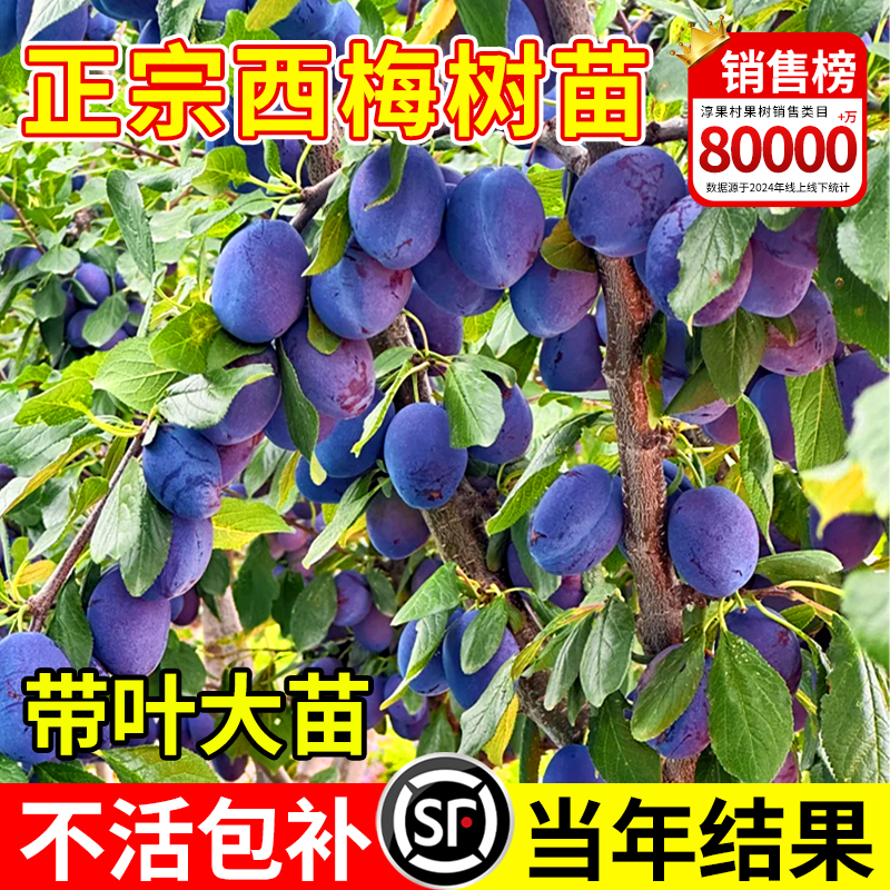 西梅树树苗盆栽室内外庭院果树果苗南方北方四季种植耐寒水果树苗
