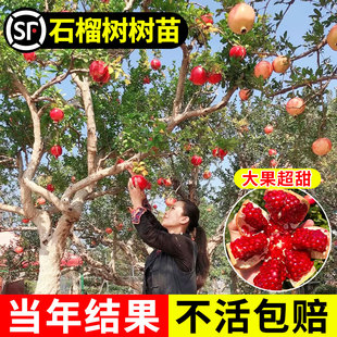 石榴树庭院果树北方耐寒大树突尼斯软籽果苗嫁接老桩矮化盆栽树苗