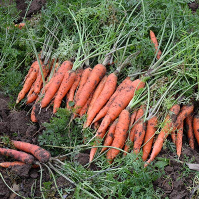 老品种新鲜胡萝卜带泥红萝卜农家宝宝水果蔬菜非转基因拍一单五斤,水产肉类/新鲜蔬果/熟食,萝卜/胡萝卜,淘宝优惠券,粉丝福利购,淘宝优惠卷