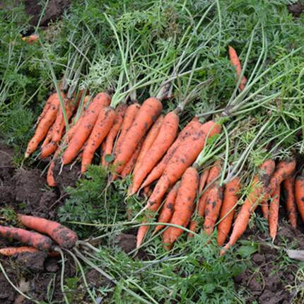 老品种新鲜胡萝卜带泥红萝卜农家宝宝水果蔬菜非转基因拍一单五斤