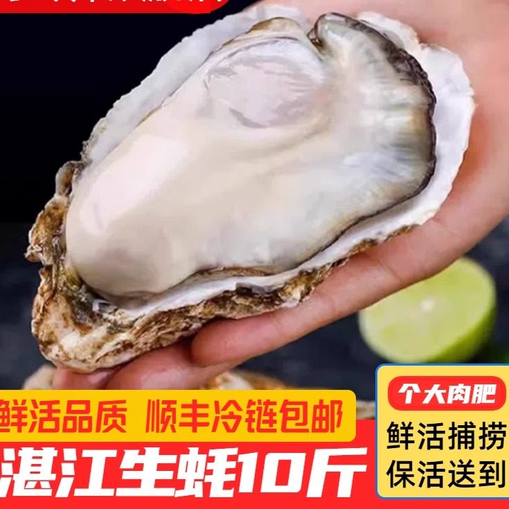 特大鲜活生蚝10斤湛江直发