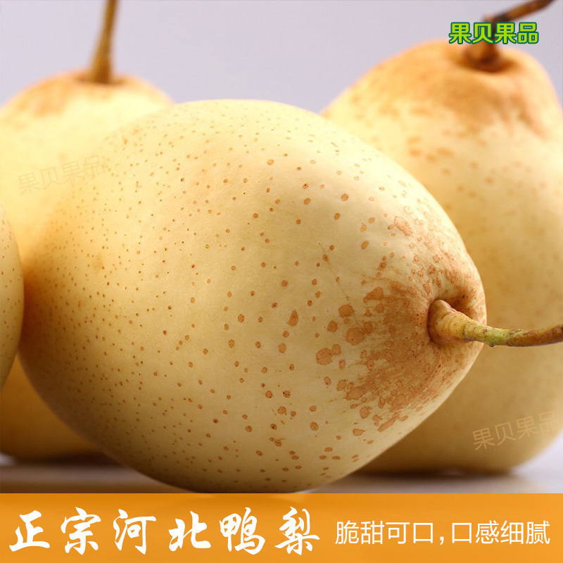 赵州特产农家包邮天津河北鸭梨