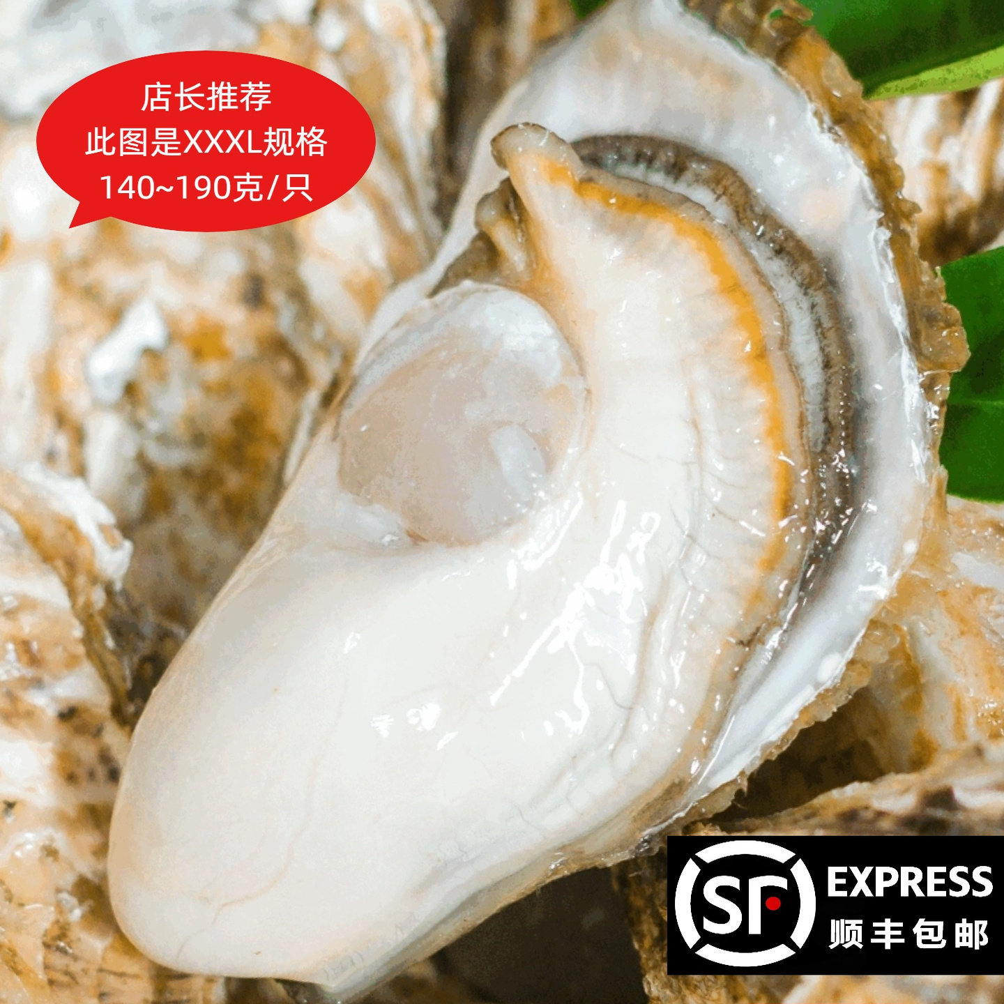 湛江鲜活生蚝10斤特大号顺丰包邮新鲜海鲜牡蛎海蛎子广东水产贝类