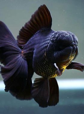 黑色红色泰狮金鱼百褶将军体大头冷水招财活体观赏鱼包邮包开箱活