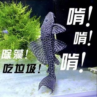 清道夫观赏鱼鱼缸除藻工具鱼清理垃圾专吃屎垃圾粪清理藻类省力鱼