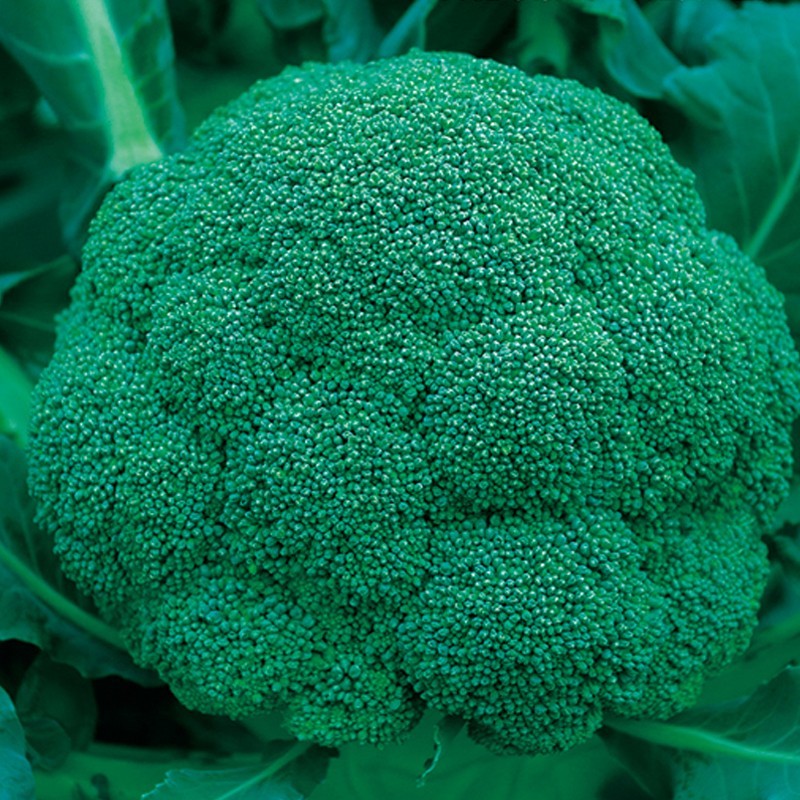 西兰花种子 早熟菜花青菜曼陀绿花菜种籽 西蓝花耐寒四季蔬菜苗孑
