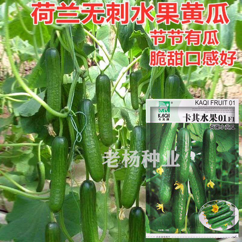 荷兰进口小黄瓜种子 无刺水果乳瓜种籽 四季播种春季夏季蔬菜种孑